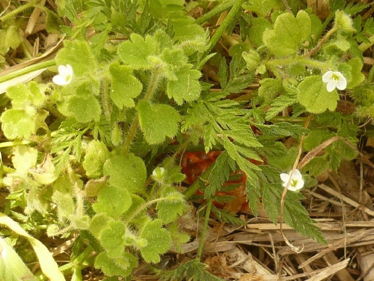 Veronica cymbalaria (Plantaginaceae)